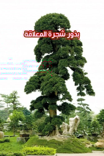بذور شجرة المعلاقة