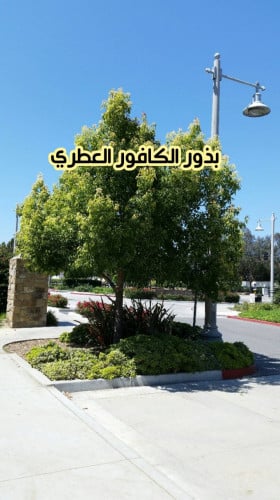 بذور الكافور العطري