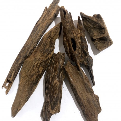 عود مروكي حي 2