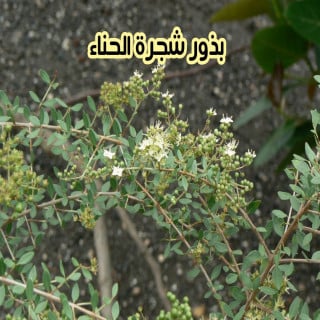 بذور شجرة الحناء ( 5 بذرات)