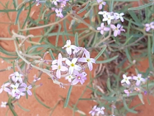 غريراء 600 بذرة eremobium aegyptiacum