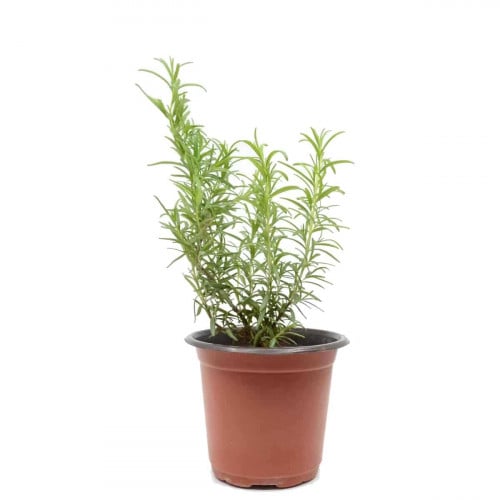 شتلة اكليل الحبل