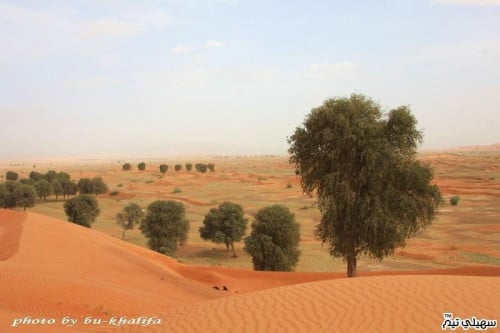 غاف خليجي 100 بذرة Prosopis cineraria