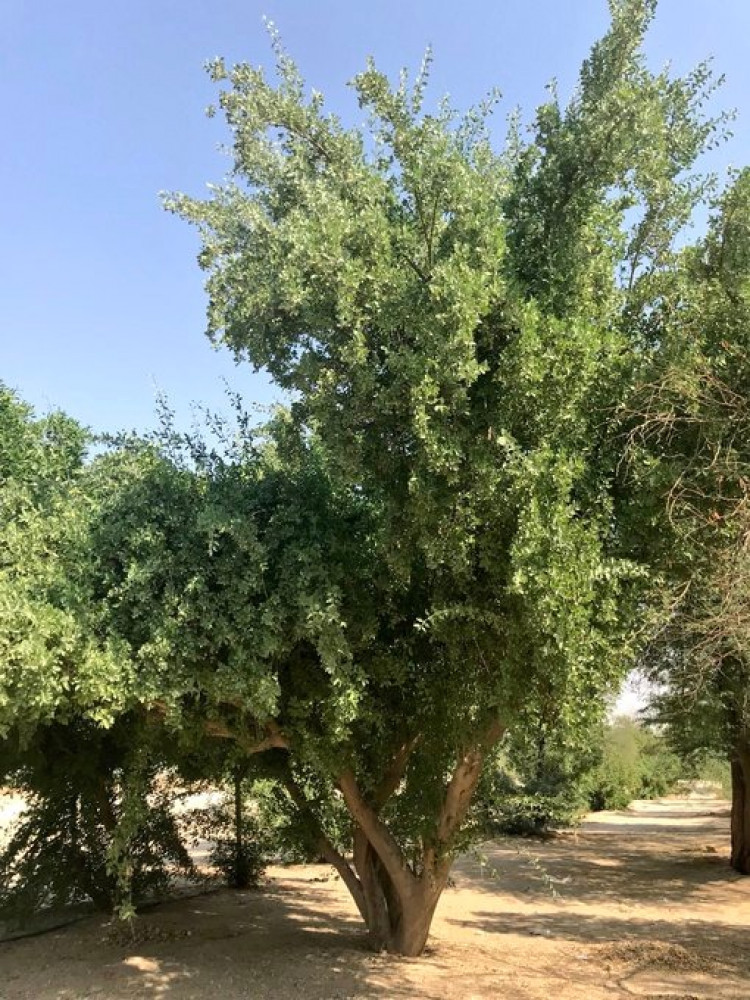 بذور شجرة الاراك 30 بذرة متجر الياسمين
