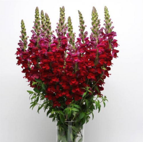 انترينهام 10 أغصان - Antirrhinum