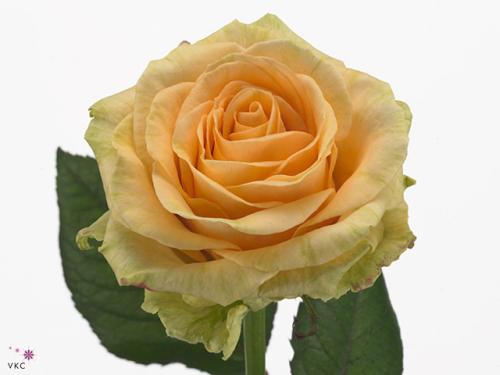 روز (جوري) شدة 10 أغصان - Rose