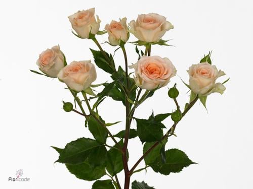 بيبي روز شدة 10 اغصان - baby rose