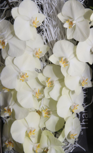 فيلنسوفيس - Phalaenopsis