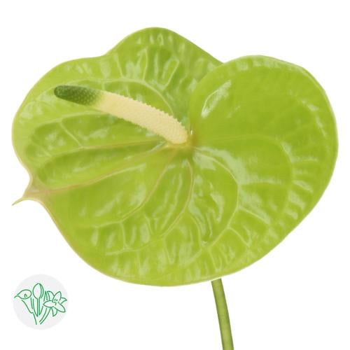 انثريوم - Anthurium (غصن 1)