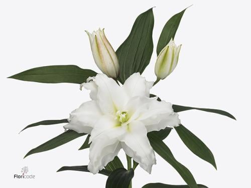 كازابلنكا  هولندي دبل- شدة 5 أغصان -  Casa Blanca