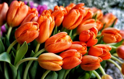 توليب شدة 10 أغصان - Tulip