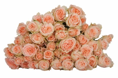 بيبي روز - شدة 10 اغصان  baby rose