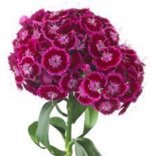 ديانثوس- Dianthus
