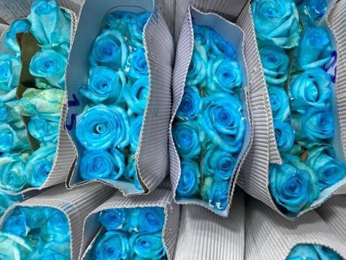 Blue Rose 10pcs - روز ازرق 10 اغصان