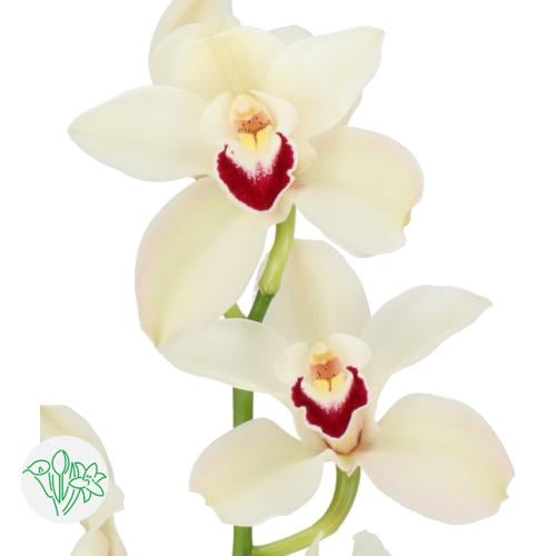 أوركيد (سيمبديوم) - Cymbidium