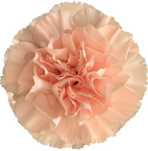 قرنفل شدة 20 غصن - Carnation