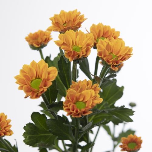 بيبي كريس 5  اغصان