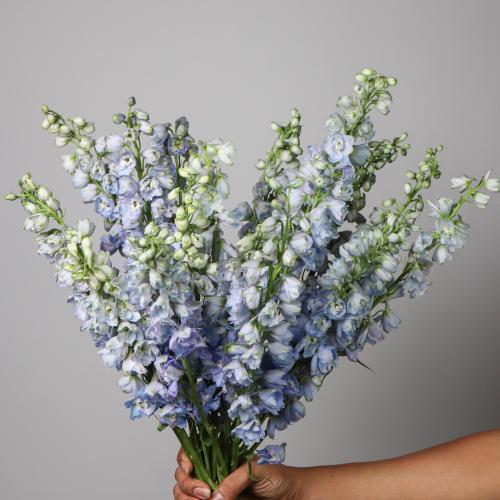 دلفينيوم 5  اغصان - Delphinium
