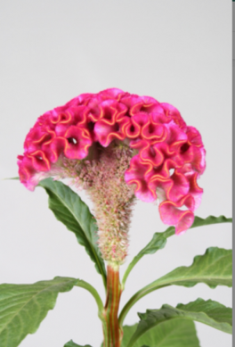 سيلوسيا - 10 اغصان - Celosia