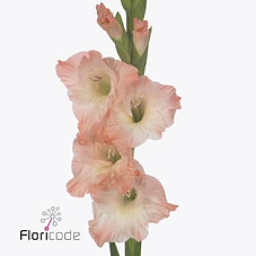 Dendrobium Pink - اوركيد وردي 5 اغصان