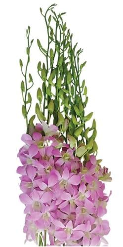 Dendrobium Pink - اوركيد وردي
