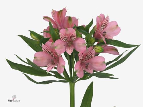 الستروميريا - شدة 10 أغصان - Alstroemeria