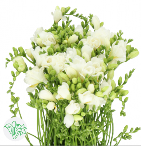 فريسيا - حزمة 10 أغصان - Freesia