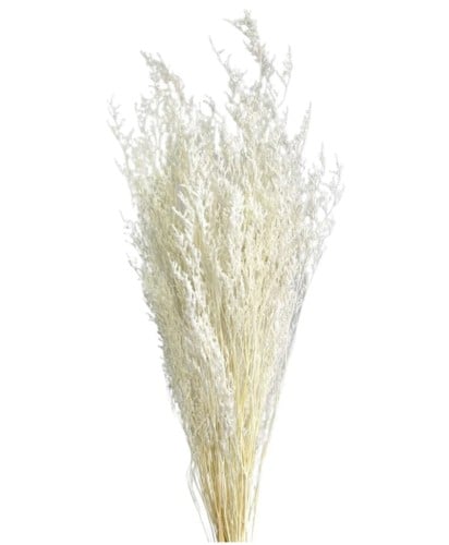 ليمونيا ملمس طبيعي مجفف - Limonium