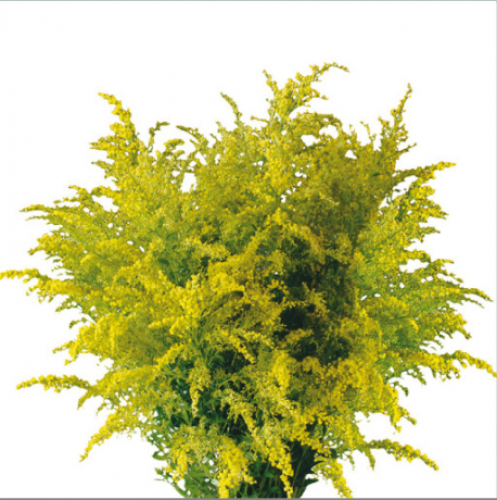 سوليداقو شدة 10 أغصان - Solidago