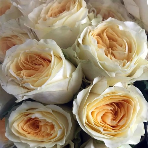 روز باتركاب حزمة 10 اغصان - Rose