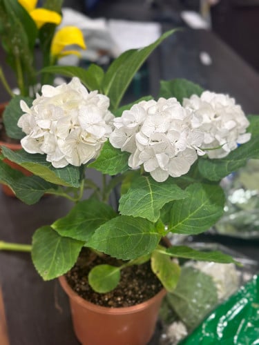 هدرنجا منزلي