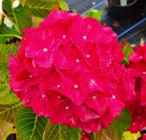 هدرنجا غصن واحد (1) - hydrangea