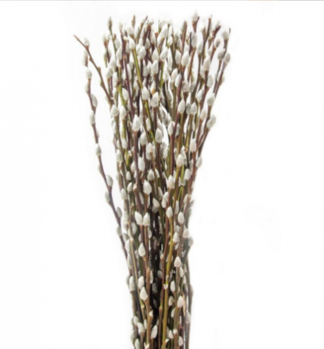 ساليكس - غصن (10)  Salix