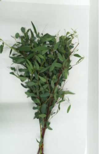 يوكوليتوس - حزمة