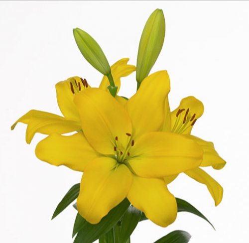 ليليوم شدة 10 أغصان - Lilium