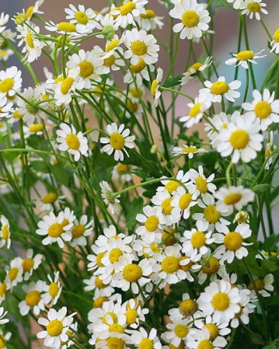 تانا فلاور  - 5 اغصان