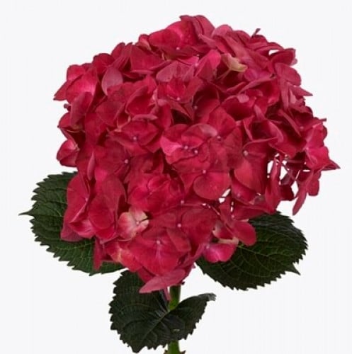 هدرنجا غصن واحد (1) - hydrangea