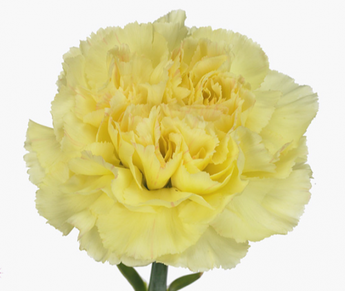 قرنفل شدة 20 غصن - Carnation