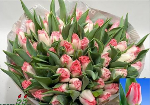 توليب شدة 10 أغصان - Tulip
