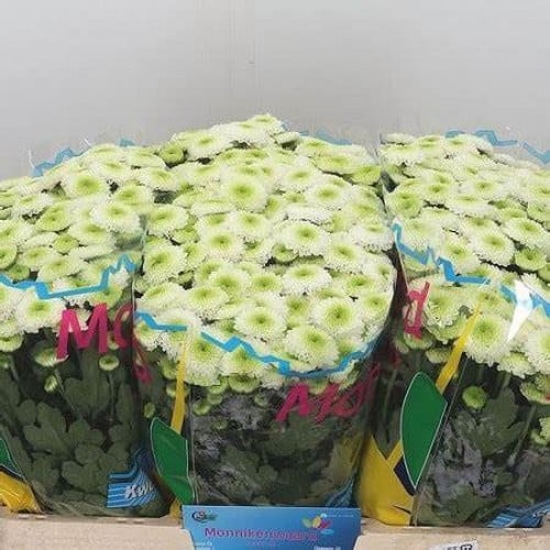 وايت بوتون شدة 5 اغصان - Buttons