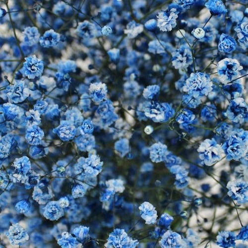 جبسوفيليا - حزمة 5 أغصان