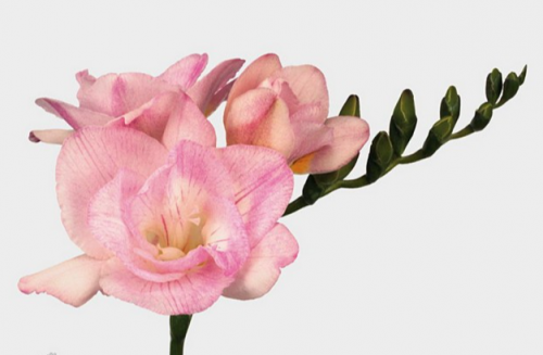 فريسيا - حزمة 10 أغصان - Freesia