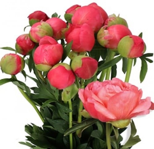 بيوني - peony ( 5 أغصان)