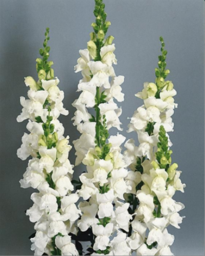 انترينهام 10 أغصان - Antirrhinum