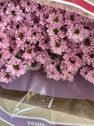 بيبي كريس 5  اغصان