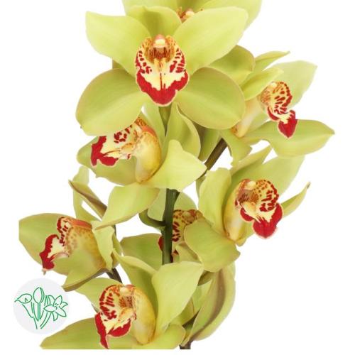 (سيمبديوم) - Cymbidium