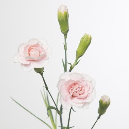 10  اغصان بيبي قرنفل - baby carnation
