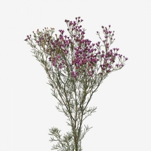 واكس - شدة 5 أغصان - wax