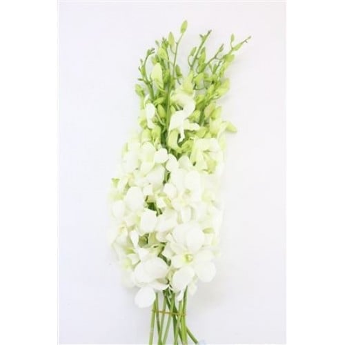 Dendrobium white