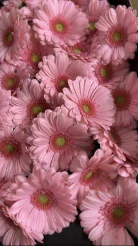 جيربيرا شدة 10 أغصان - Gerbera